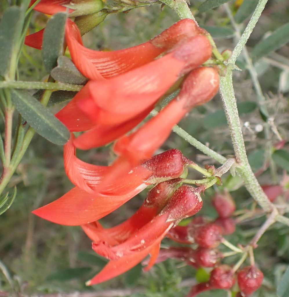 cancer bush from Heimersrivier Rd to De Rust, Garden Route District ...