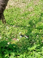 Graphium sarpedon connectens