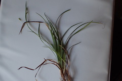 Carex digitalis