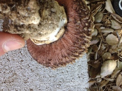 Agaricus texensis image