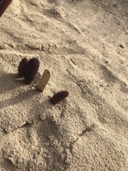 Cynomorium coccineum