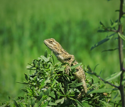 Brilliant ground agama