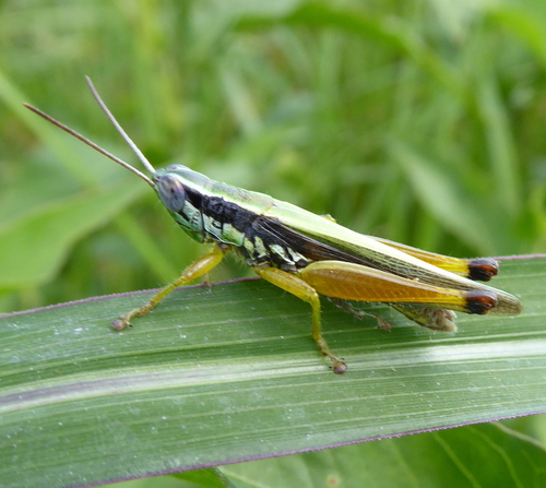 Spine-kneed Grasshopper