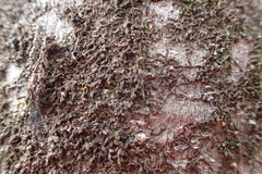 Frullania kunzei