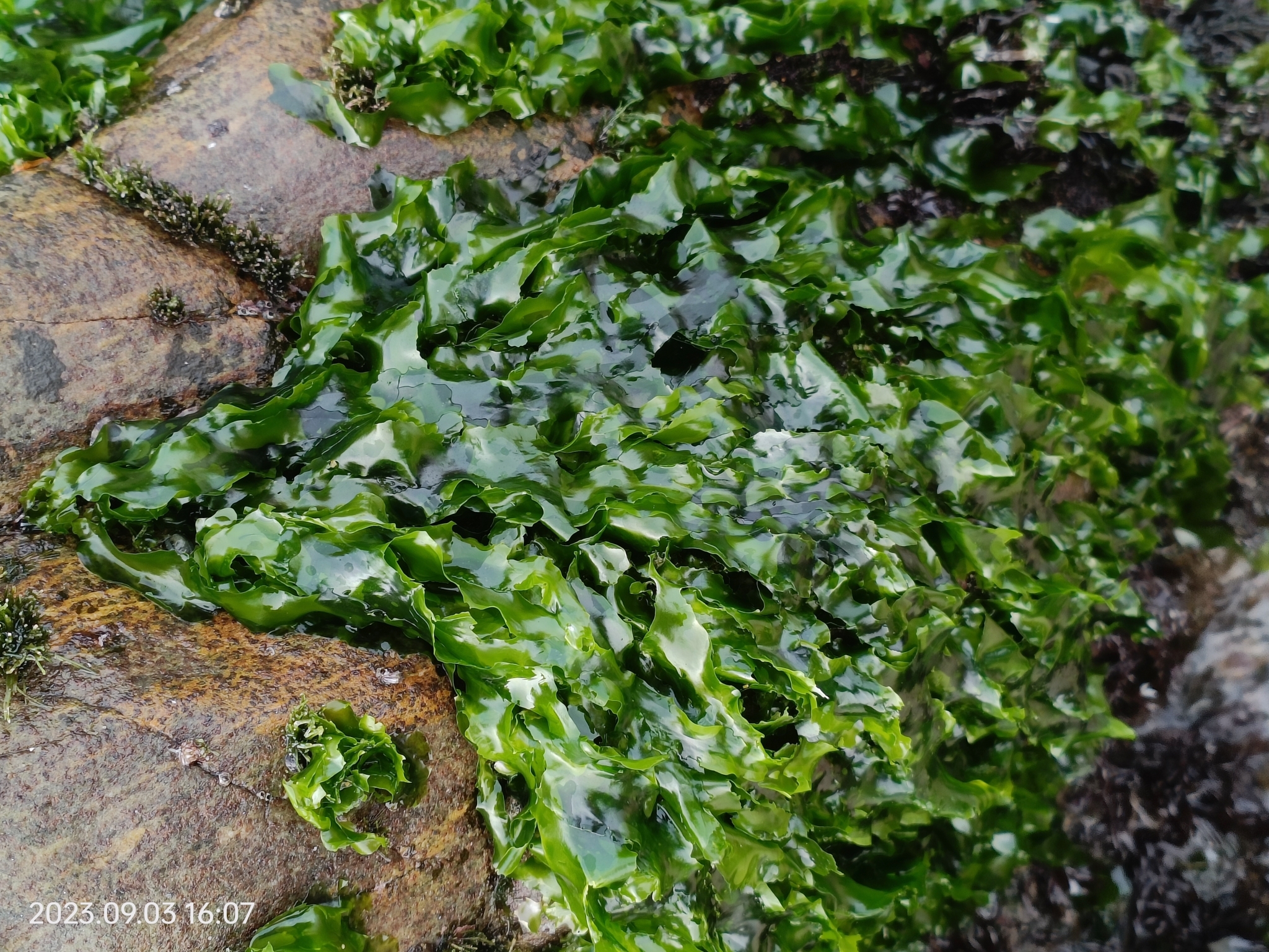 Ulva fasciata
