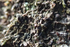 Frullania kunzei