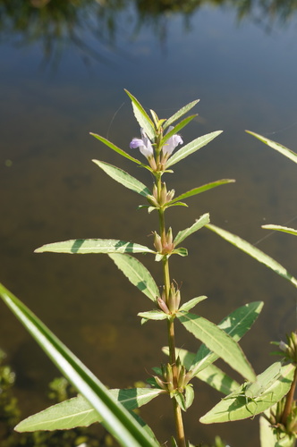 Hygrophila salicifolia iNat (1)