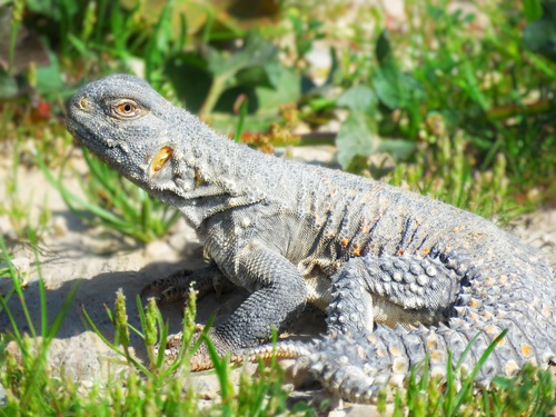Mesopotamian Spiny-tailed Lizard