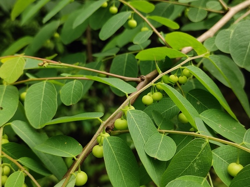 Flueggea suffruticosa iNat (2)