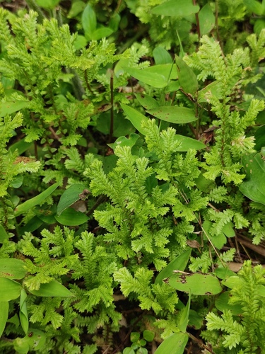 Selaginella davidii iNat (1)