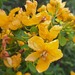 Senna chrysocarpa - Photo (c) citronnelle_50, some rights reserved (CC BY-NC), uploaded by citronnelle_50