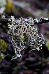 Hypogymnia schizidiata