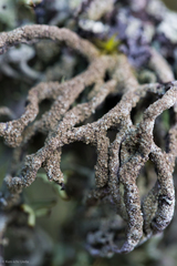 Hypogymnia schizidiata
