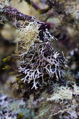 Hypogymnia schizidiata