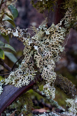 Hypogymnia schizidiata