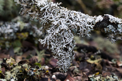 Hypogymnia enteromorpha