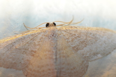 Poecilasthena pulchraria