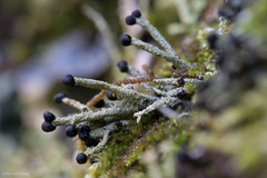 Pilophorus acicularis