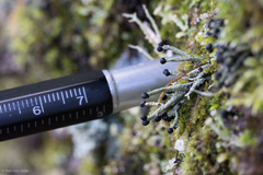 Pilophorus acicularis