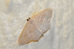 Poecilasthena pulchraria