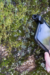 Pilophorus acicularis