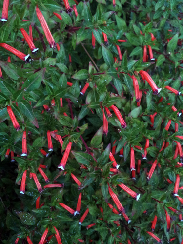 Cuphea ignea
