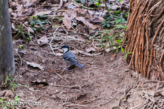 Parus minor commixtus