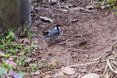 Parus minor commixtus