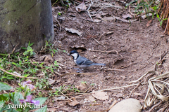 Parus minor commixtus