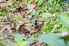 Parus minor commixtus