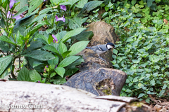 Parus minor commixtus