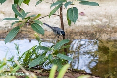 Parus minor commixtus