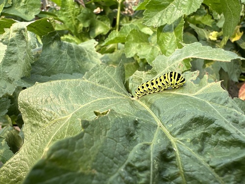 Black Swallowtail