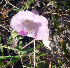 Pedaliaceae