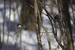 Parus major