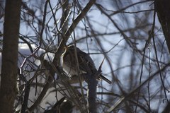 Turdus pilaris