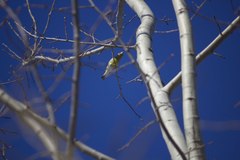 Chloris chloris