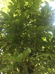 Barringtonia macrostachya