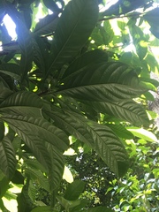 Barringtonia macrostachya
