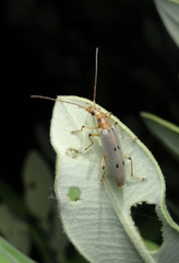 Parisopalpus nigronotatus