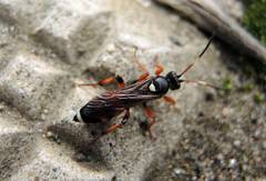 Ichneumon sarcitorius