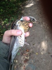 Turdus pilaris