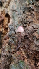 Mycena bulliformis