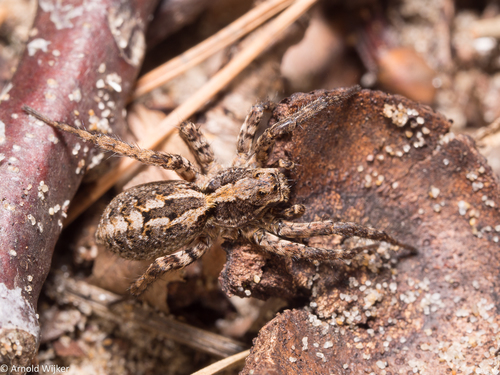Easter Fox Spider
