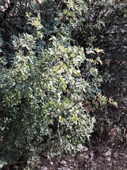 Berberis haematocarpa