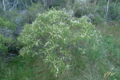 Veronica stenophylla stenophylla