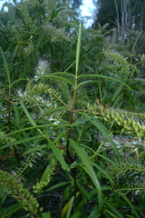 Veronica stenophylla stenophylla