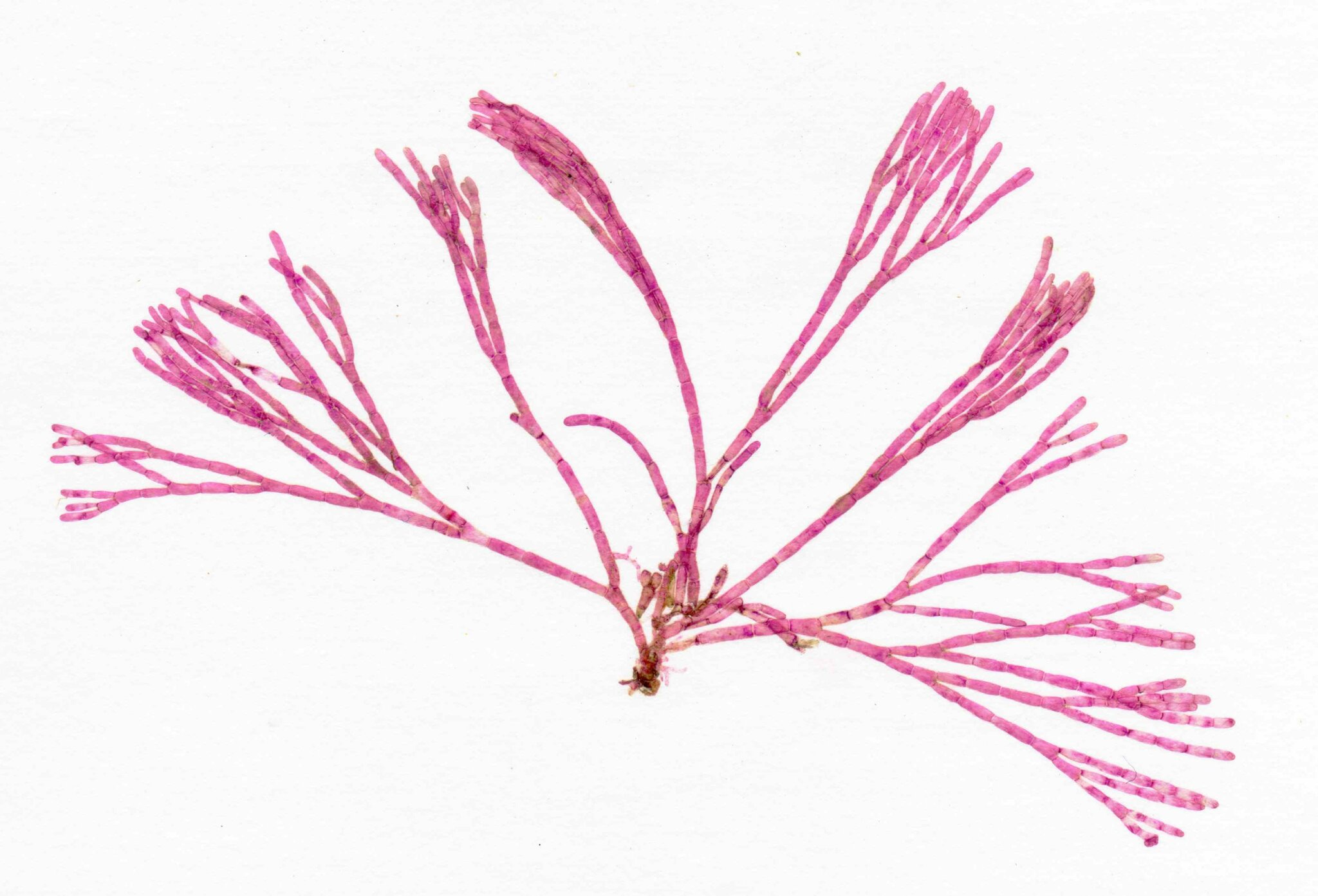 Bornetia
