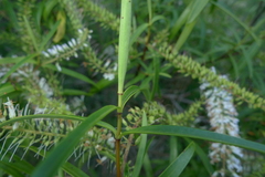 Veronica stenophylla stenophylla