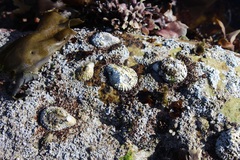 Scutellastra cochlear